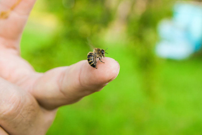 Mách bạn những cách làm giảm sưng khi bị ong đốt an toàn, hiệu quả