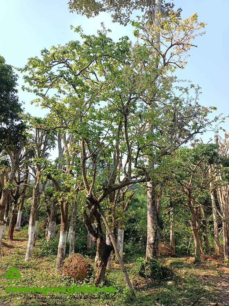 Hồng quân trên vùng Bảy núi vừa dễ trồng, lại có thu nhập cao