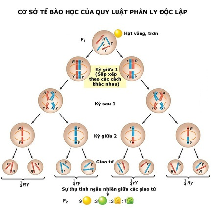 Sơ đồ thể hiện cơ sở tế bào học của quy luật phân li độc lập