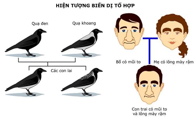 Một số hiện tượng biến dị tổ hợp - ví dụ về quy luật phân li độc lập