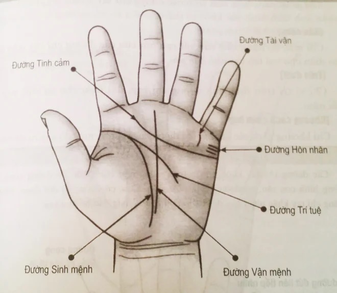 Xem bói bàn tay nên xem tay nào? trai xem tay trái, gái xem tay phải có đúng không?-2