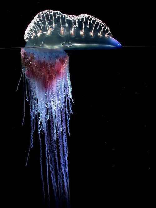 Portuguese man-of-war