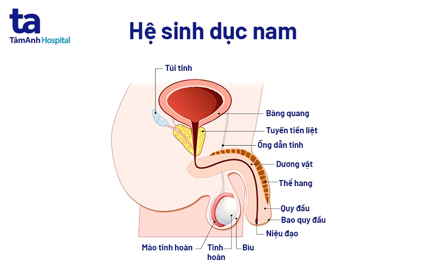 bao quy đầu là gì