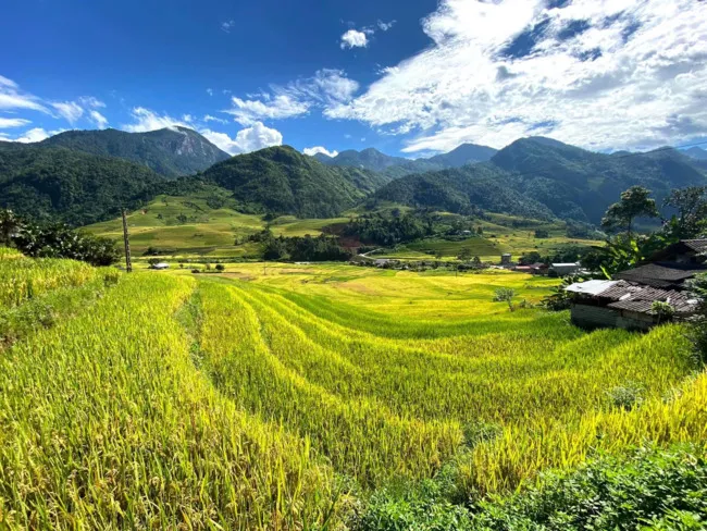 Vẻ đẹp mùa thu - mùa lúa chín vàng của Sapa