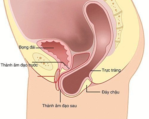 Người cao tuổi có nguy cơ sa trực tràng lớn hơn người trẻ