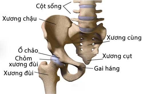 Vị trí xương cụt trên hình ảnh giải phẫu