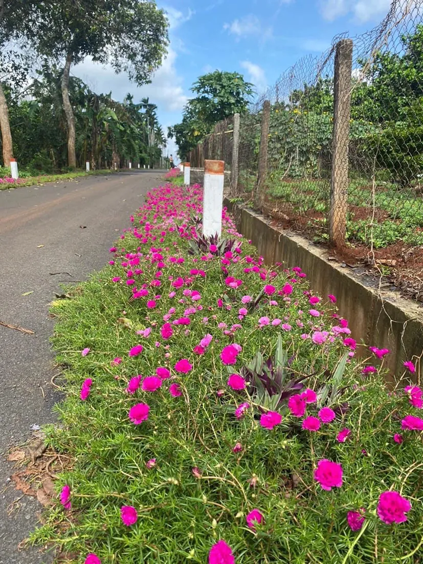 Hoa mười giờ không đòi hỏi nhiều về điều kiện trồng, thậm chí có thể mọc hoang dọc ven đường