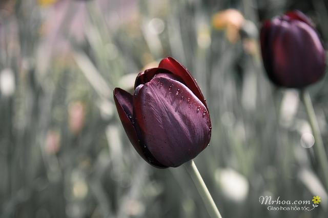 Hoa tulip tím