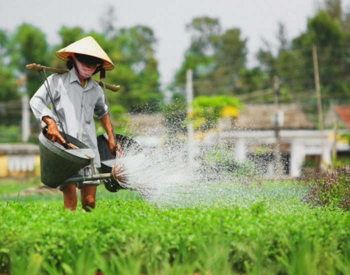 địa điểm du lịch ở đà nẵng hội an - làng rau trà quế