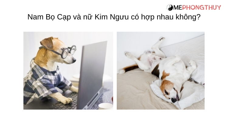 Nam Bọ Cạp và nữ Kim Ngưu