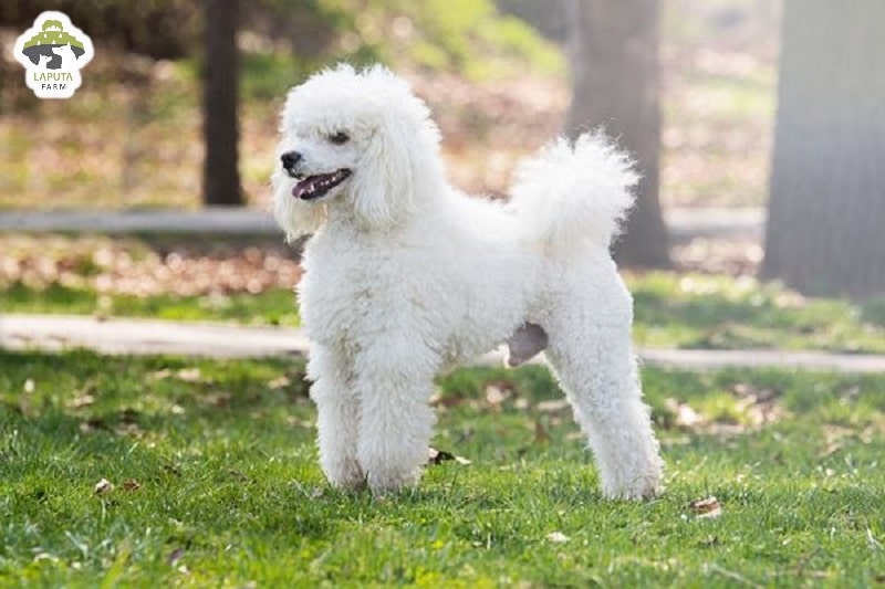 nguồn gốc poodle