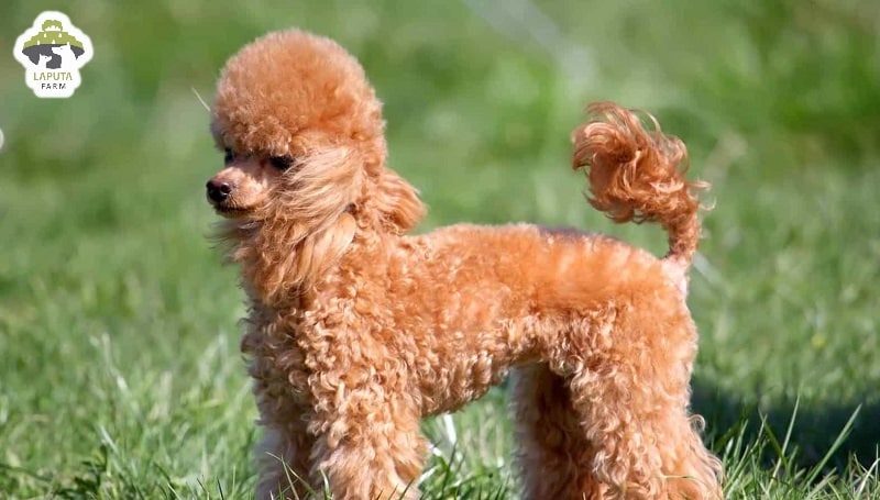 Đặc điểm ngoại hình của chó Poodle