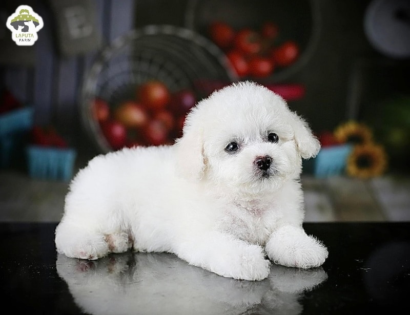 Yếu tố ảnh hưởng tới giá chó Poodle