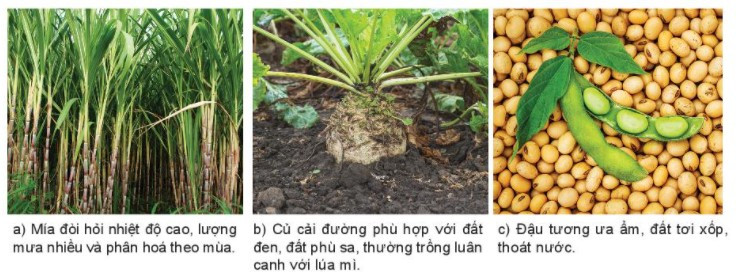 Lý thuyết Địa lí 10 Bài 24: Địa lí ngành nông nghiệp - Kết nối tri thức (ảnh 1)