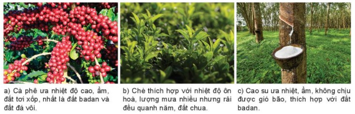 Lý thuyết Địa lí 10 Bài 24: Địa lí ngành nông nghiệp - Kết nối tri thức (ảnh 1)