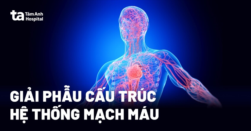 mạch máu