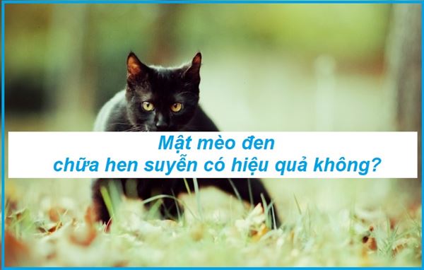 mật mèo đen chữa hen suyễn