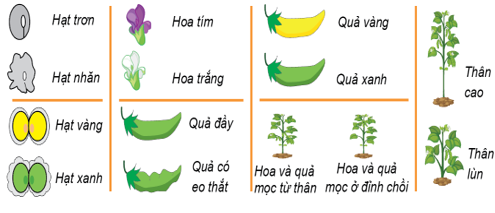 Lý thuyết Sinh học 9 Bài 1: menđen và di truyền học (ảnh 1)