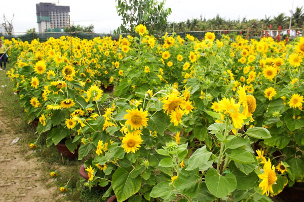 Cung Cap Chau Hoa Huong Duong