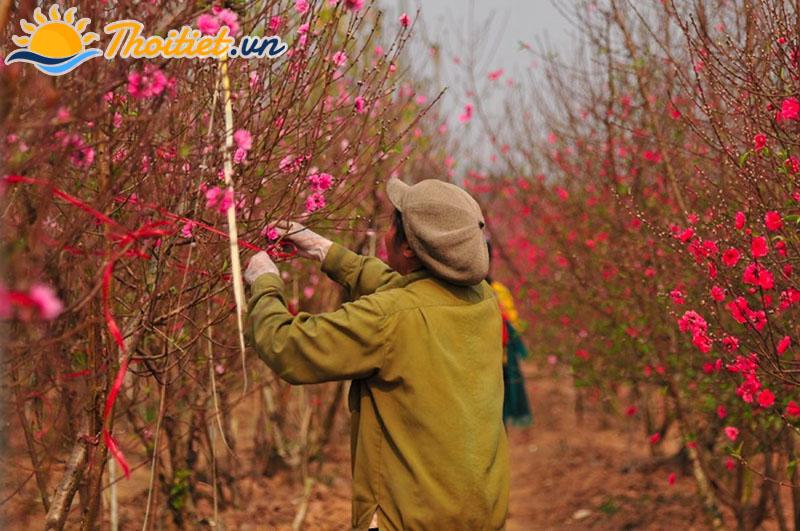 sắc hoa xuân Hà nội