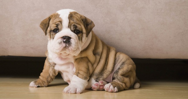 Chó Bulldog mặt xệ