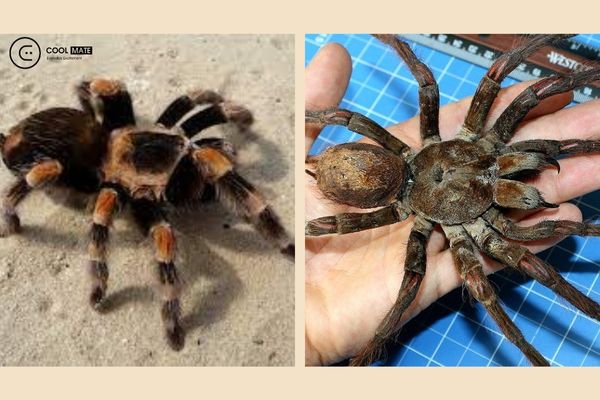 Nhện Tarantula