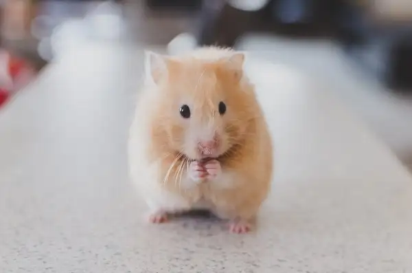 Hamster đang hoạt động