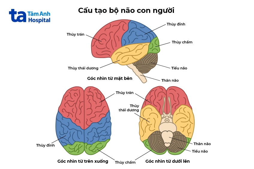 cấu tạo não bộ con người