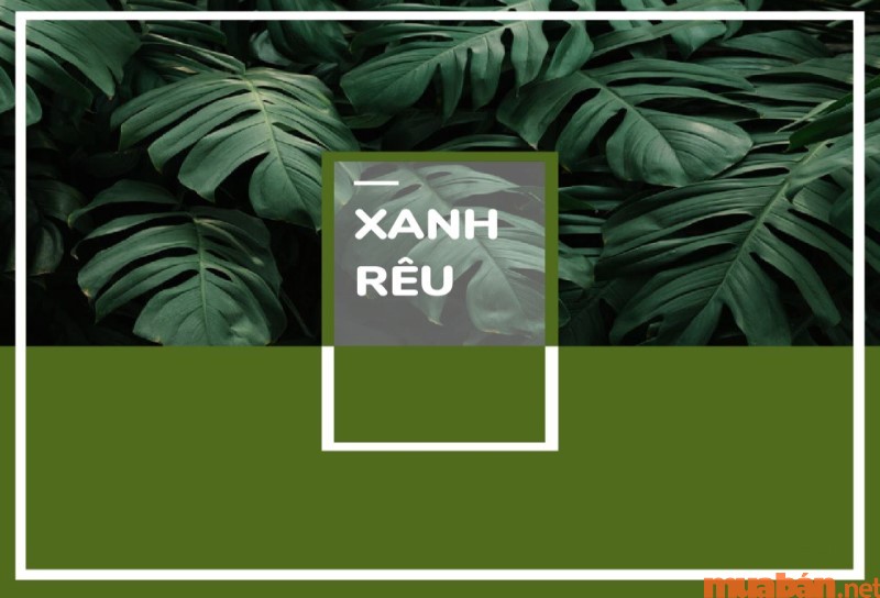 Tìm hiểu về màu xanh rêu là màu gì?