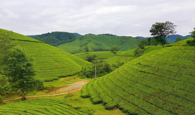 Du lịch đồi chè