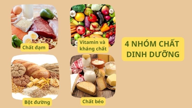 Chế độ dinh dưỡng hợp lý cần có đầy đủ bốn nhóm chất dinh dưỡng