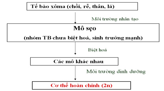 Công nghệ nuôi cấy tế bào thực vật invitro tạo mô sẹo - tạo giống bằng phương pháp gây đột biến