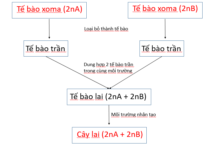 Công nghệ dung hợp tế bào trần - tạo giống bằng phương pháp gây đột biến