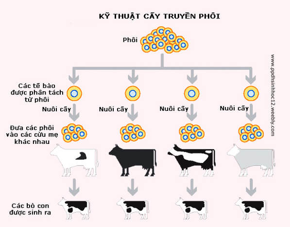 Phương pháp cấy truyền phôi - tạo giống bằng phương pháp gây đột biến và công nghệ tế bào