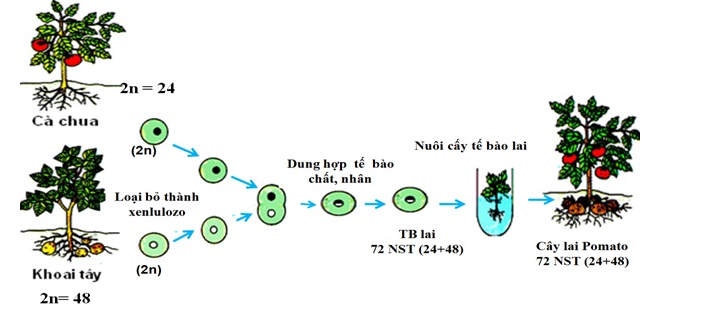 dung hợp tế bào trần tạo giống Pomato - tạo giống bằng phương pháp gây đột biến