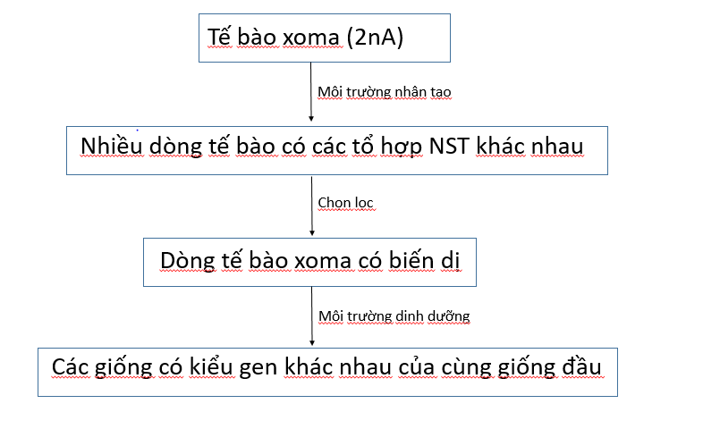 Công nghệ chọn dòng tế bào xoma biến dị - tạo giống bằng phương pháp gây đột biến