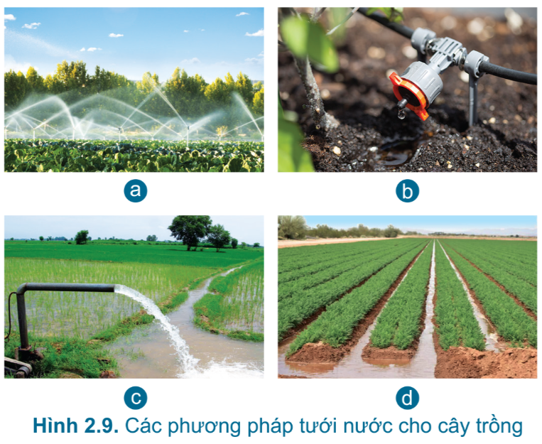 Lý thuyết bài 2: Quy trình trồng trọt - Công nghệ 7 Cánh Diều</>