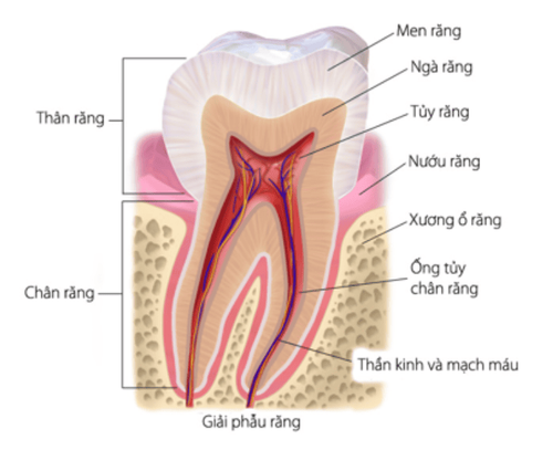 Hình ảnh giải phẫu răng