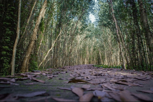 Mùa khô lá rụng che kín con đường