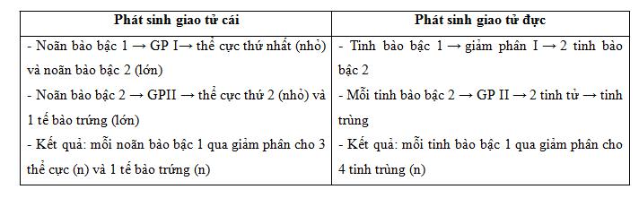 Lý thuyết Sinh học lớp 9 bài 11: Phát sinh giao tử và thụ tinh