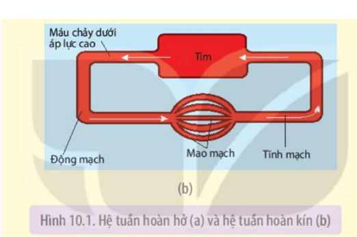 Nghiên cứu Hình 10.1 và mô tả đường đi của máu (bắt đầu từ tim) trên sơ đồ hệ tuần hoàn hở