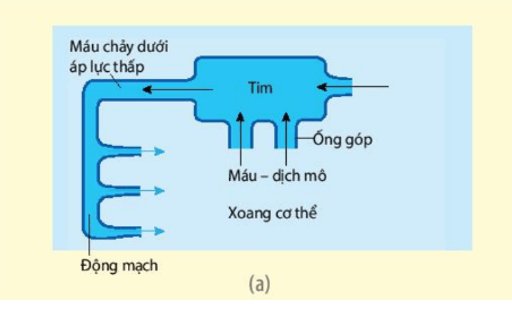 Nghiên cứu Hình 10.1 và mô tả đường đi của máu (bắt đầu từ tim) trên sơ đồ hệ tuần hoàn hở