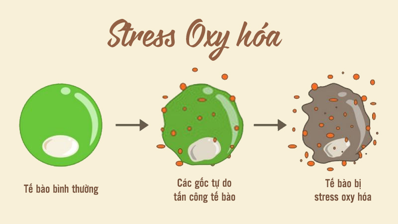 Vitamin E giúp giảm stress oxy hóa.