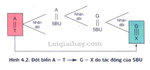 Đột biến gen Sinh học 12</>