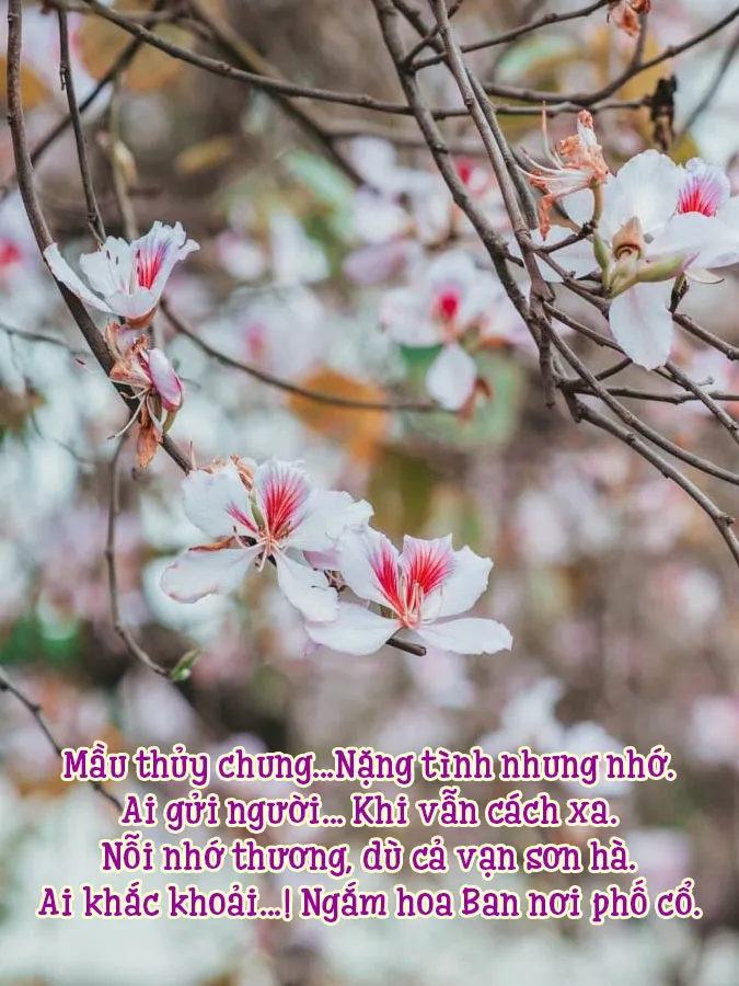 tong-hop-18-bai-tho-ve-hoa-ban-thang-3-lam-say-dam-long-nguoi-voh-4