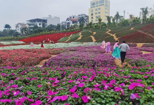 Mở cửa Thung lũng hoa hồ Tây cho người dân, du khách tham quan miễn phí ảnh 1