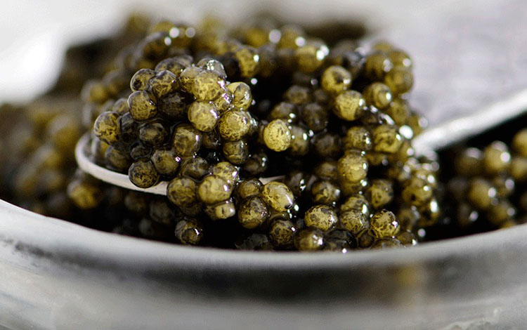 Trứng cá tầm Russian Volga Reserve Osetra Caviar