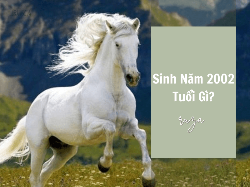 Nhâm Ngọ 2002 tuổi gì?