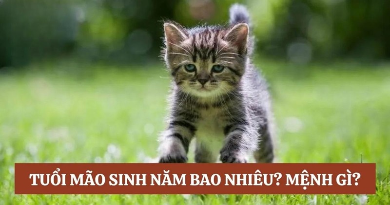 tuổi mão với tuổi tỵ có hợp nhau không