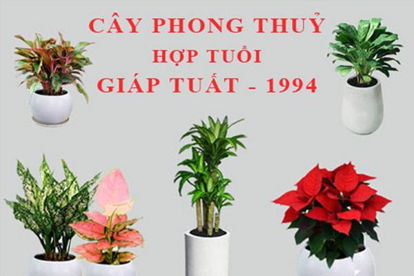 Những loại cây cảnh hợp tuổi giáp tuất